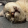 Mythe participe au concours pour gagner de l'argent avec cette photo : cat, sleeping, close_up, whiskers, teeth, nose, gray_couch, feline, pet, domestic_animal, relaxed, indoor, fur, muzzle, cozy, nap, face, animal, resting, texture