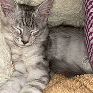 Athéna a rejoint le concours — aidez-le/la à gagner de superbes lots ! kitten, sleeping, cat, tabby, fluffy, blanket, cushion, cozy, pet, animal, resting, indoor, cute, feline, soft, relaxation, comfort, whiskers, ears, paw