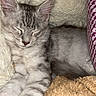 kitten, sleeping, cat, tabby, fluffy, blanket, cushion, cozy, pet, animal, resting, indoor, cute, feline, soft, relaxation, comfort, whiskers, ears, paw