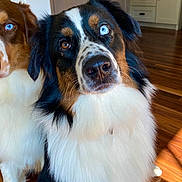 Buzz joined the competition — help win amazing prizes! dog, blue_eyes, indoor, wooden_floor, fluffy, curious, pet, animal, portrait, close_up, two_dogs, brown_fur, black_fur, white_fur, canine, domestic_animal, looking_at_camera, companion, friendly, household