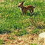 dog, grass, outdoor, animal, small_dog, brown_dog, field, nature, pet, standing, alert, ears_up, daylight, sunny, canine, grass_field, leash, collar, walking, backyard