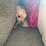 puppy, dog, blanket, couch, furniture, cozy, small_dog, brown_dog, indoor, pet, animal, cute, snug, resting, curious, wide_eyes, soft_fabric, domestic, companion, relaxing