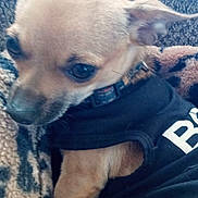 Peanut joined the competition — help win amazing prizes! dog, small_dog, pet, animal, fur, blanket, cozy, indoor, curious, black_shirt, closeup, ears, tail, collar, resting, cute, companion, domestic, portrait, warm