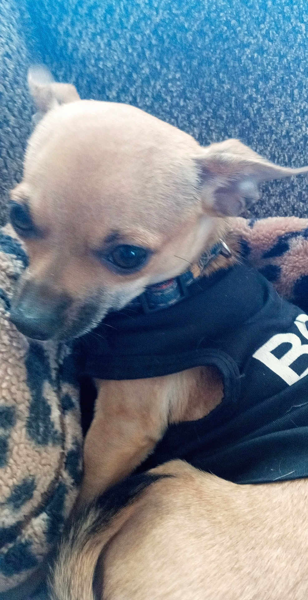 Peanut joined the competition — help win amazing prizes! dog, small_dog, pet, animal, fur, blanket, cozy, indoor, curious, black_shirt, closeup, ears, tail, collar, resting, cute, companion, domestic, portrait, warm