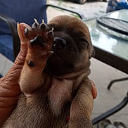 Peanut joined the competition — help win amazing prizes! animal, car, chair, closeup, cute, dog, domestic_animal, fingernails, furry, glass_table, hand, outdoor, paw, person_hand, pet, puppy, resting, sleepy, small, young