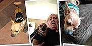 Peanut is registered to the contest to win money with this photo: blanket, carpet, chihuahua, clothing, collage, couch, dog, floor, holding, indoor, interaction, leash, multiple_dogs, outdoor, person, pet, playing, sleeping, small_dog, woman
