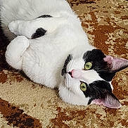 Sam joined the competition — help win amazing prizes! animal, black_spots, carpet, cat, cute, domestic_animal, ears, feline, fur, green_eyes, indoor, lying_down, patterned_carpet, paws, pet, relaxed, resting, upside_down, whiskers, white_cat