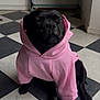 dog, black_dog, hoodie, pink_hoodie, pet_clothing, indoor, floor, checkered_floor, sitting, closed_eyes, peaceful, calm, canine, animal, paw, snout, pet, cute, cozy, relaxed