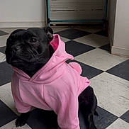 Vera participe au concours pour gagner de l'argent avec cette photo : dog, black_dog, hoodie, pink_hoodie, pet_clothing, indoor, floor, checkered_floor, black_and_white, sitting, pet, canine, cute, animal, companion, domestic, fur, paw, small_dog, cozy