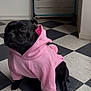 dog, black_dog, hoodie, pink_hoodie, pet_clothing, indoor, floor, checkered_floor, black_and_white, sitting, pet, canine, cute, animal, companion, domestic, fur, paw, small_dog, cozy