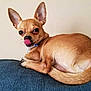 Ruru is registered to the contest to win money with this photo: animal, blue_couch, chihuahua, collar, couch, curled_up, cute, dog, domestic, ears_up, fur, indoor, licking_nose, looking_back, mammal, pet, resting, small_dog, tan, tongue_out