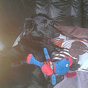 Blacky a rejoint le concours — aidez-le/la à gagner de superbes lots !