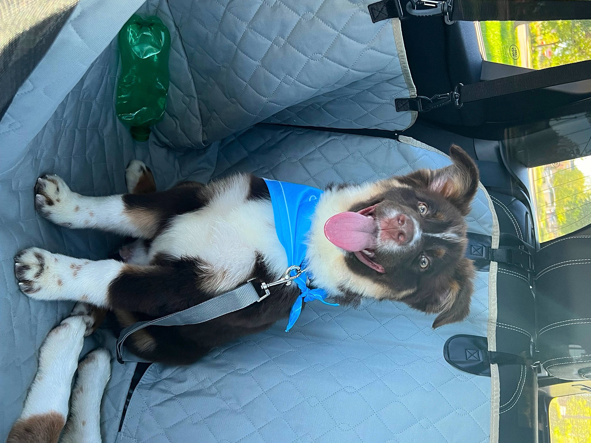 Rusty is registered to the contest to win money with this photo: auto_part, canidae, carnivore, collar, comfort, companion_dog, dog, dog_breed, dog_collar, dog_supply, fawn, fur, lap, leash, mammal, sporting_group, tail, vehicle, vertebrate, working_animal