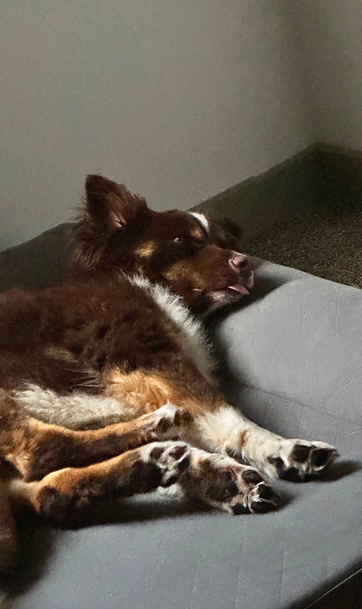 Rusty joined the competition — help win amazing prizes! canidae, carnivore, claw, comfort, companion_dog, couch, dog_breed, domestic_short_haired_cat, fawn, felidae, flooring, fur, paw, small_to_medium_sized_cats, snout, sporting_group, tail, terrestrial_animal, whiskers, wood