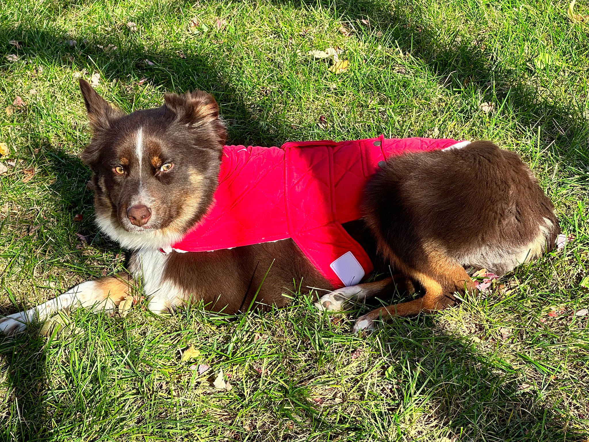 Rusty is registered to the contest to win money with this photo: canidae, carnivore, collar, companion_dog, dog, dog_breed, dog_clothes, dog_supply, fawn, grass, herding_dog, leash, paw, plant, snout, sporting_group, tail, working_animal, working_dog