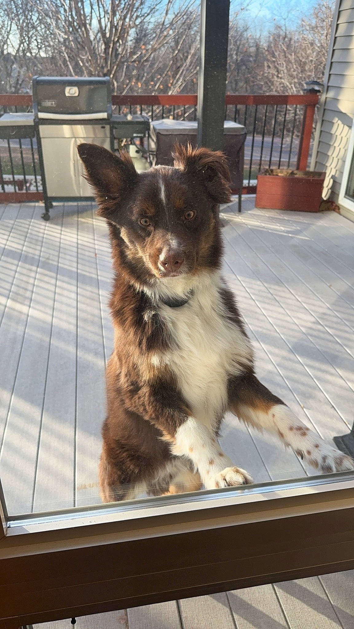 Rusty is registered to the contest to win money with this photo: ancient_dog_breeds, australian_collie, canidae, carnivore, companion_dog, dog, dog_breed, door, fur, herding_dog, puppy, snout, sporting_group, street_dog, tail, texas_heeler, whiskers, window, working_animal, working_dog