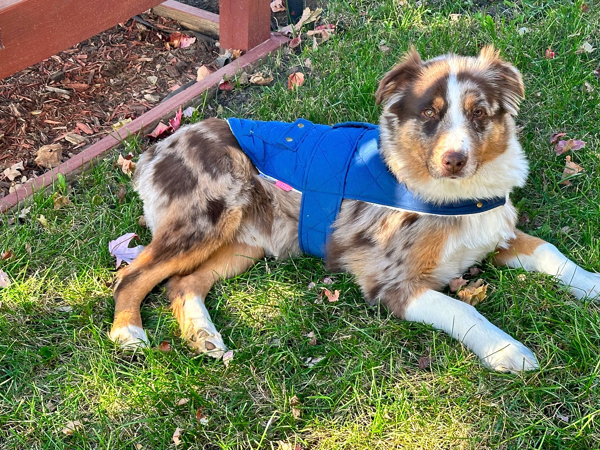 Dusty joined the competition — help win amazing prizes! art, australian_shepherd, canidae, carnivore, companion_dog, dog, dog_breed, grass, herding_dog, plant, puppy, snout, sporting_group, tail, terrestrial_animal, texas_heeler, working_animal, working_dog