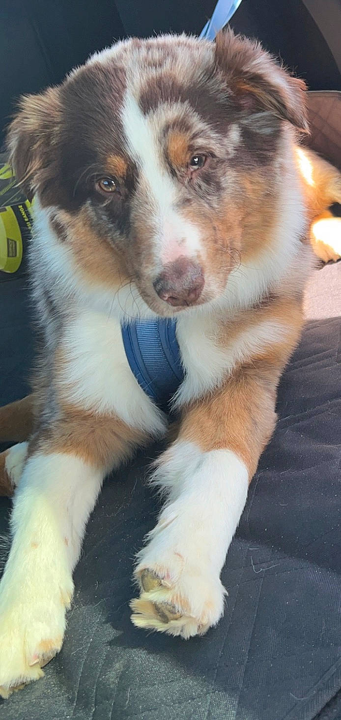 Dusty is registered to the contest to win money with this photo: ancient_dog_breeds, australian_collie, australian_shepherd, balance, canidae, carnivore, companion_dog, dog, dog_breed, fur, herding_dog, photography, snout, sporting_group, terrestrial_animal, whiskers, working_animal, working_dog