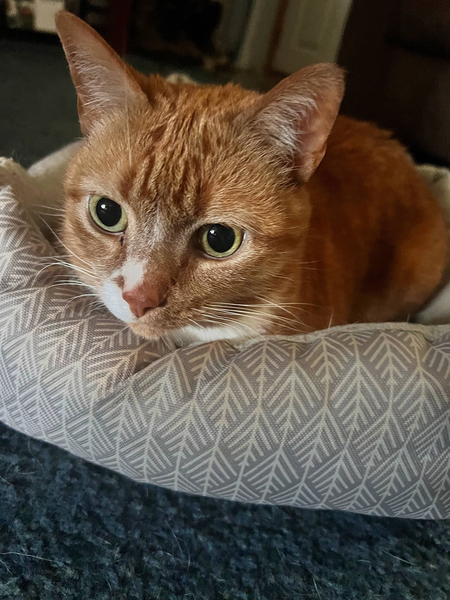 Charlie joined the competition — help win amazing prizes! carnivore, cat, cat_bed, cat_supply, comfort, domestic_short_haired_cat, fawn, felidae, fur, pet_supply, small_to_medium_sized_cats, snout, terrestrial_animal, whiskers, window, wood