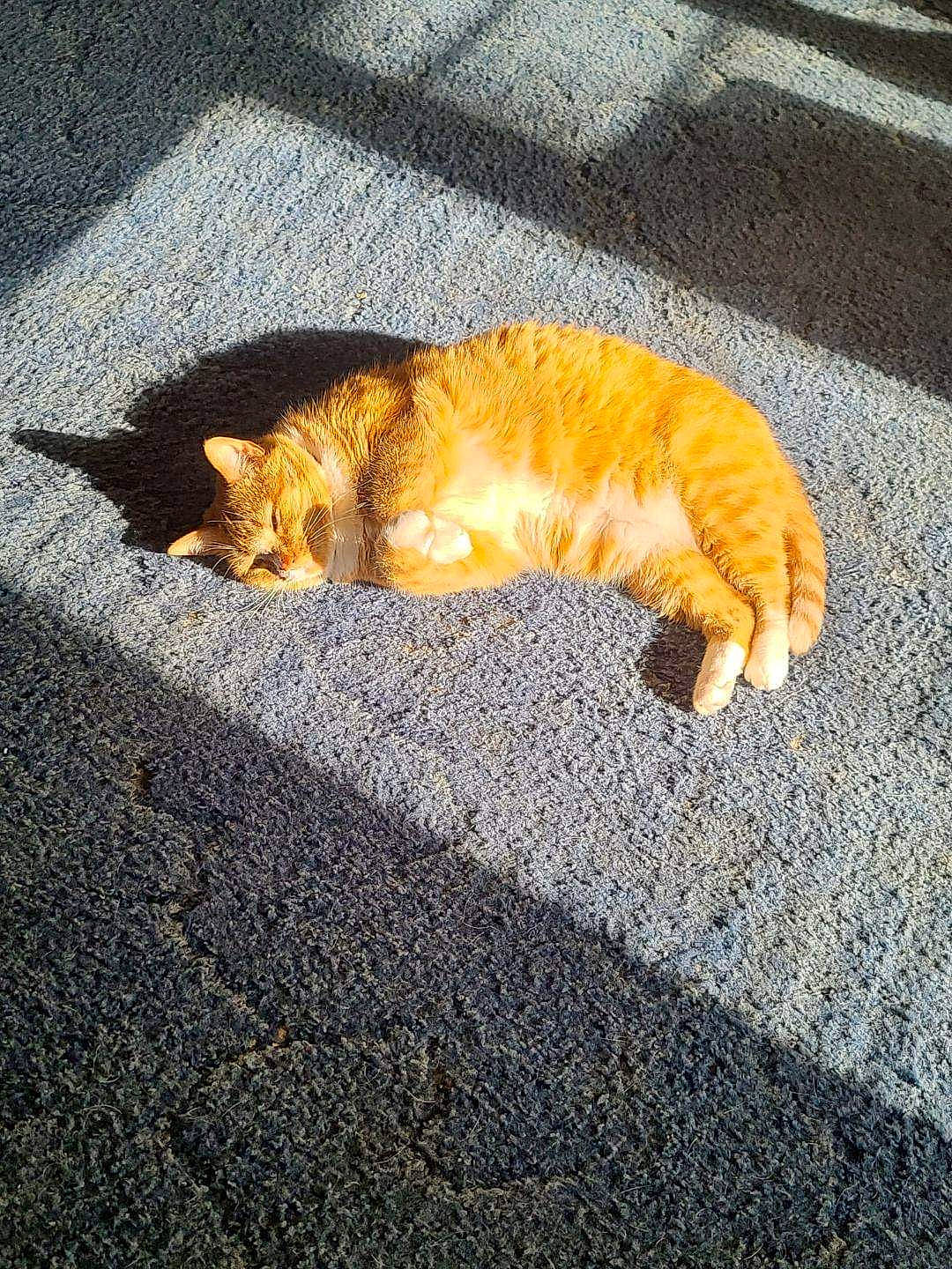 Charlie joined the competition — help win amazing prizes! asphalt, automotive_tire, carnivore, cat, domestic_short_haired_cat, fawn, felidae, fur, grass, grey, paw, road, road_surface, sand, small_to_medium_sized_cats, snout, tail, tar, whiskers, wood