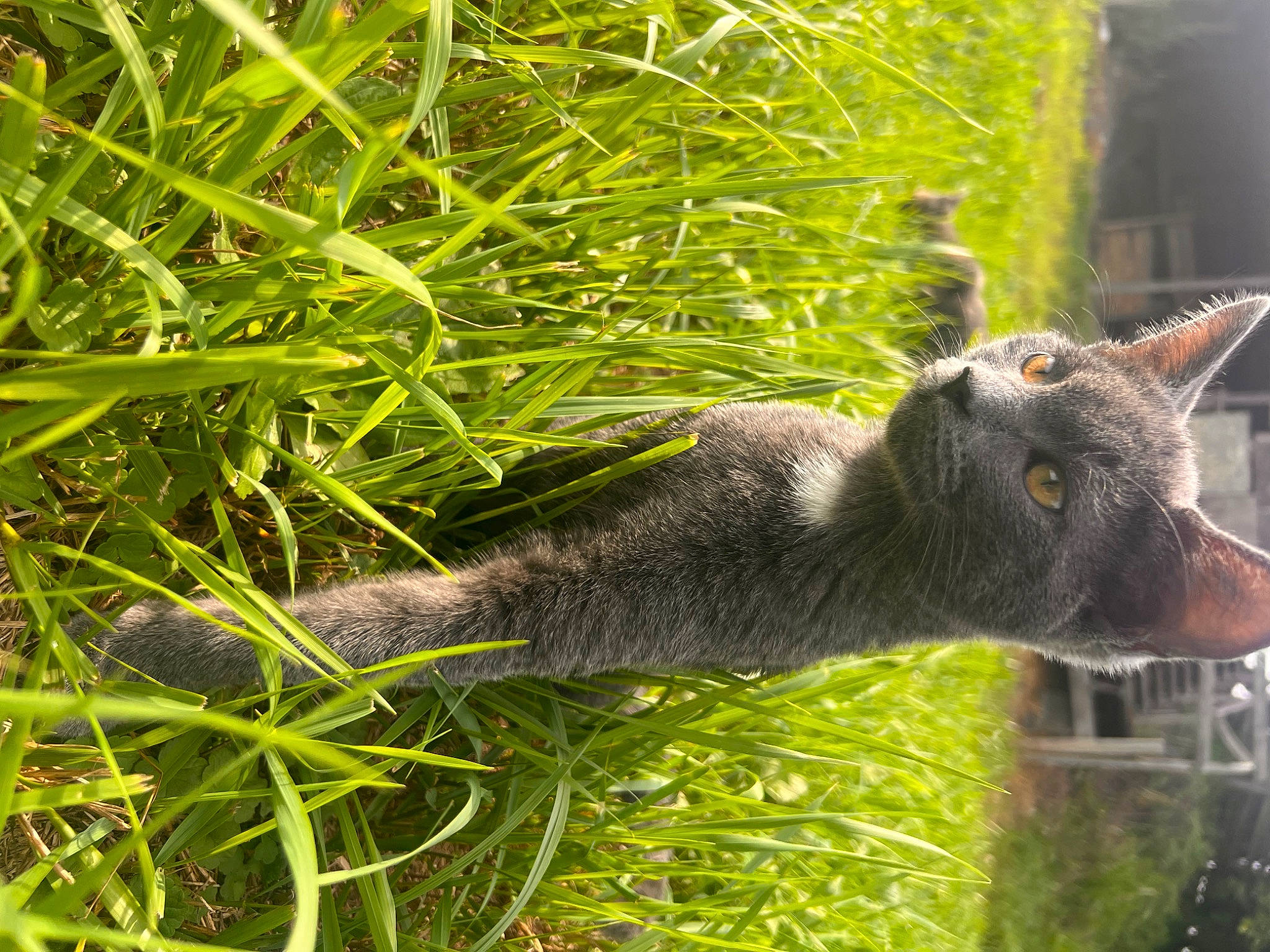 Timmy joined the competition — help win amazing prizes! bombay, carnivore, cat, domestic_short_haired_cat, felidae, fox_squirrel, fur, grass, grass_family, groundcover, plant, small_to_medium_sized_cats, snout, tail, terrestrial_animal, terrestrial_plant, tree, trunk, whiskers, wildlife
