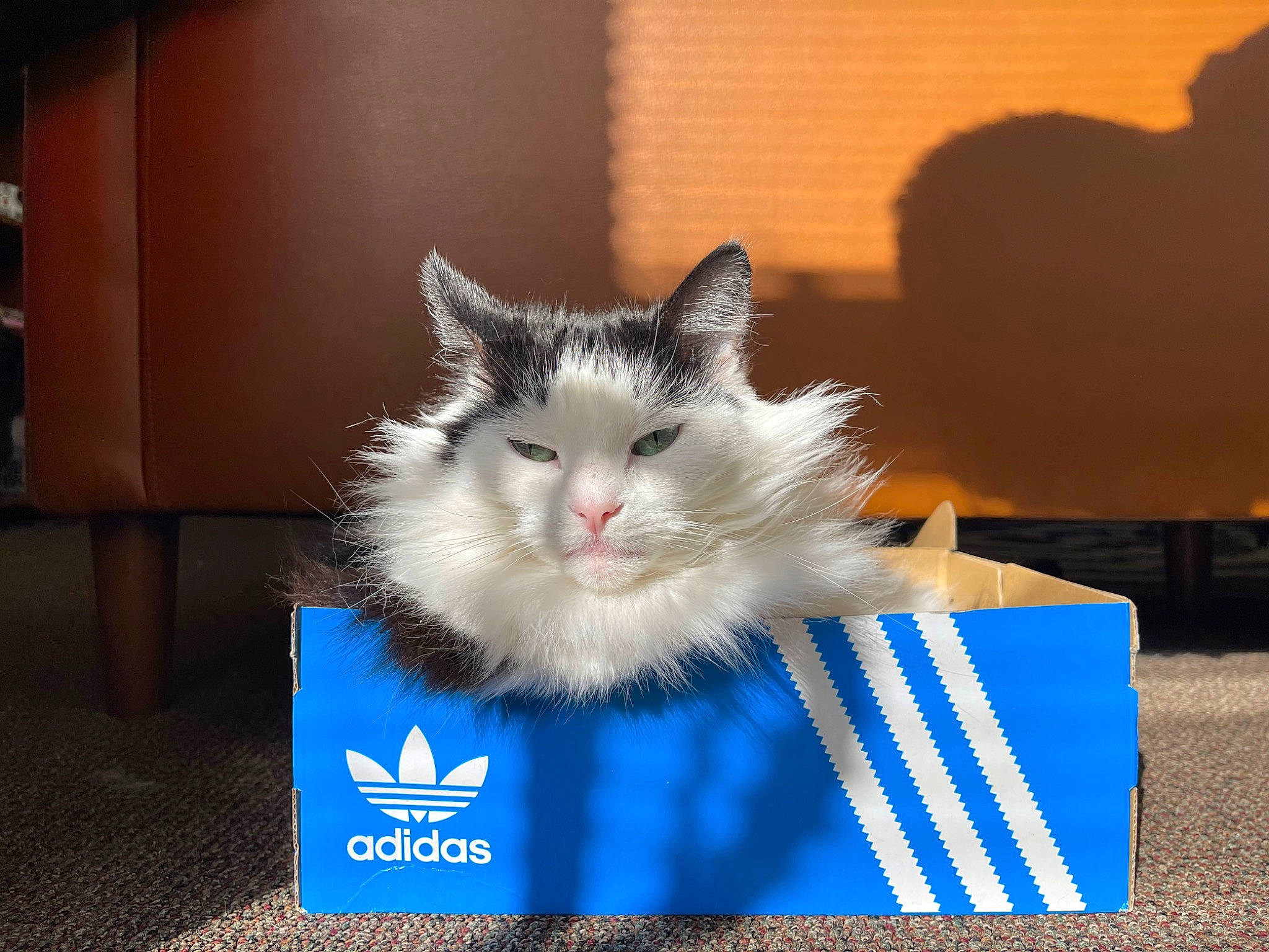 Pepino is registered to the contest to win money with this photo: box, carnivore, cat, domestic_short_haired_cat, electric_blue, felidae, font, fur, packaging_and_labeling, paper_product, paw, photo_caption, rectangle, small_to_medium_sized_cats, snout, tail, whiskers