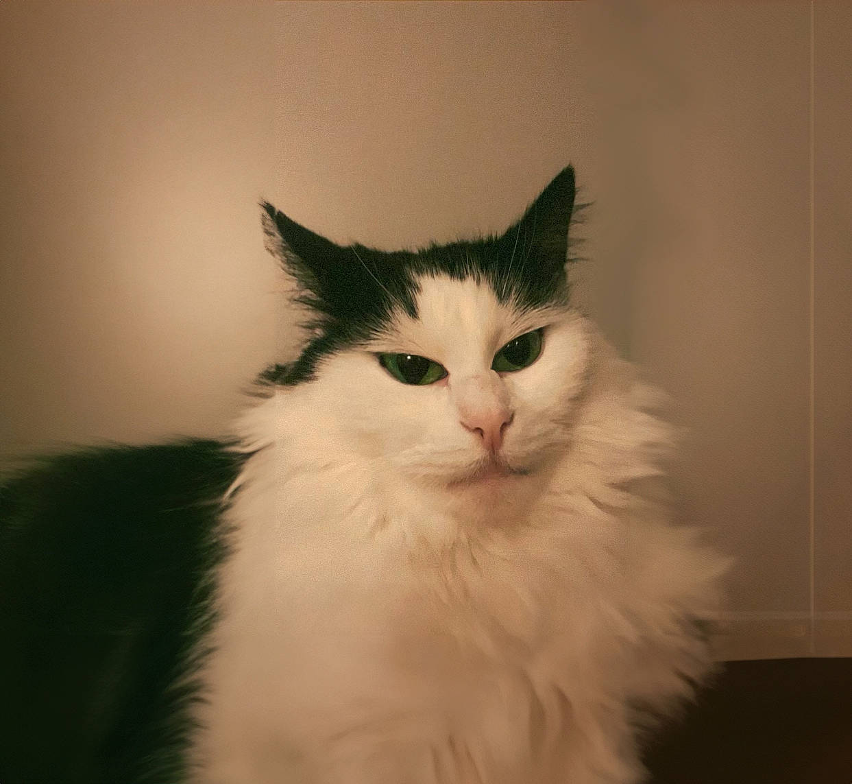 Pepino joined the competition — help win amazing prizes! carnivore, cat, eye, felidae, fur, head, iris, paw, small_to_medium_sized_cats, snout, tail, whiskers