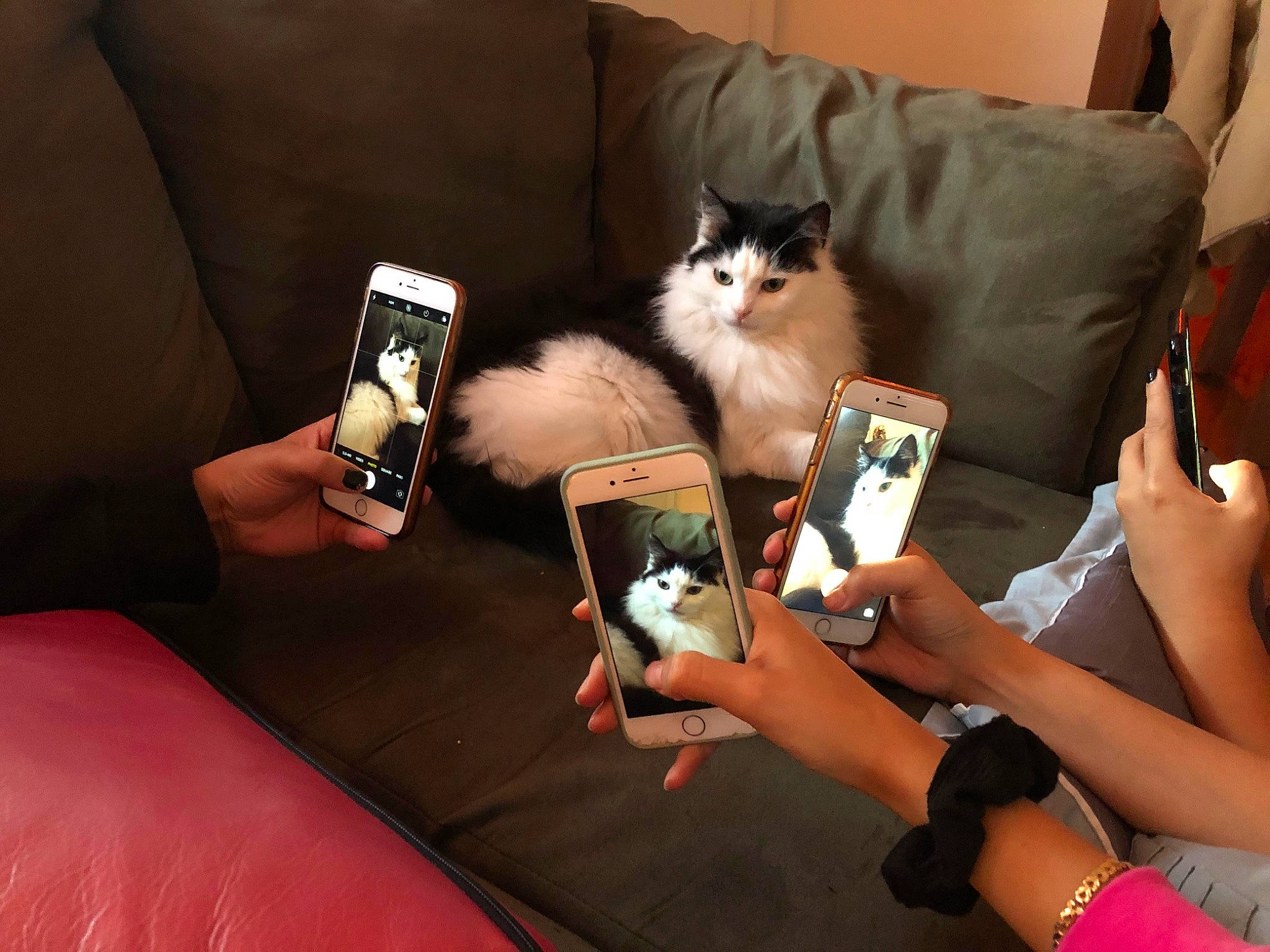 Pepino joined the competition — help win amazing prizes! carnivore, cat, comfort, companion_dog, couch, event, eyewear, fawn, felidae, finger, fur, hand, lap, nail, pillow, room, small_to_medium_sized_cats, textile, throw_pillow, whiskers