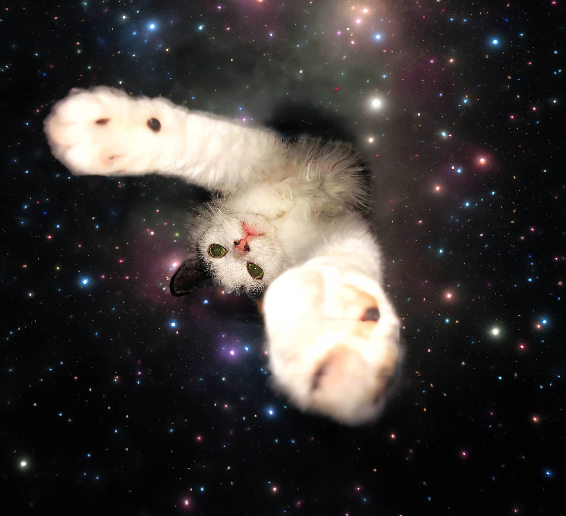 Pepino is registered to the contest to win money with this photo: _geese_and_swans, art, astronomical_object, atmosphere, darkness, ducks, event, font, graphics, midnight, night, organism, outer_space, science, space, star, tail, terrestrial_animal, universe, water_bird