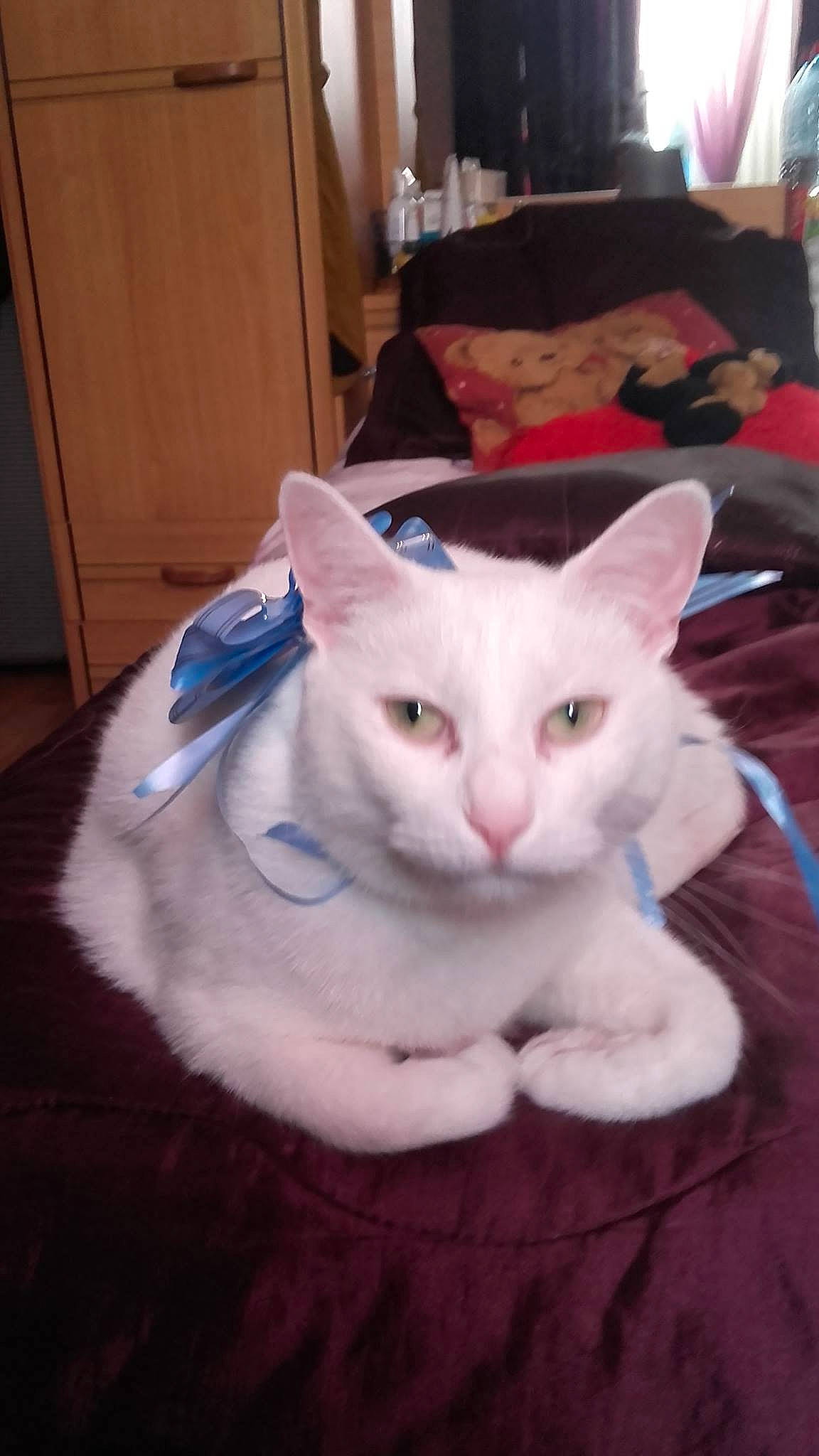 Félix a rejoint le concours — aidez-le/la à gagner de superbes lots ! aegean_cat, asian, burmilla, carnivore, cat, colorpoint_shorthair, domestic_short_haired_cat, eye, felidae, fur, javanese, khao_manee, kitten, mammal, ojos_azules, small_to_medium_sized_cats, turkish_angora, turkish_van, vertebrate, whiskers