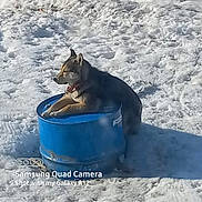 Monkey joined the competition — help win amazing prizes! dog, snow, blue_barrel, outdoor, animal, pet, winter, cold, relaxed, canine, nature, daylight, fur, muzzle, collar, shadow, ground, texture, sunlight, metal