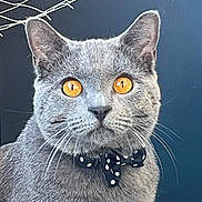 Uggy participe au concours pour gagner de l'argent avec cette photo : cat, gray_cat, amber_eyes, bow_tie, polka_dot, pet, animal, portrait, close_up, whiskers, ears, feline, indoor, net, solid_background, cute, fluffy, alert, looking_at_camera, domestic_cat