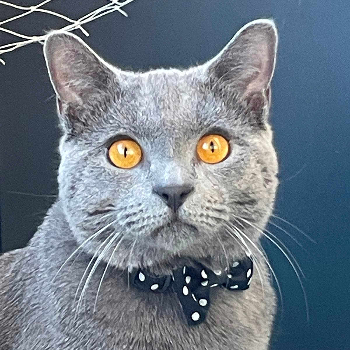Uggy participe au concours pour gagner de l'argent avec cette photo : cat, gray_cat, amber_eyes, bow_tie, polka_dot, pet, animal, portrait, close_up, whiskers, ears, feline, indoor, net, solid_background, cute, fluffy, alert, looking_at_camera, domestic_cat
