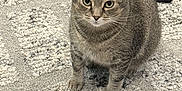 Buddy is registered to the contest to win money with this photo: cat, tabby, pet, indoor, floor, rug, feline, animal, sitting, curious, cozy, home, looking, whiskers, ears, fur, domestic, cute, mammal, gray