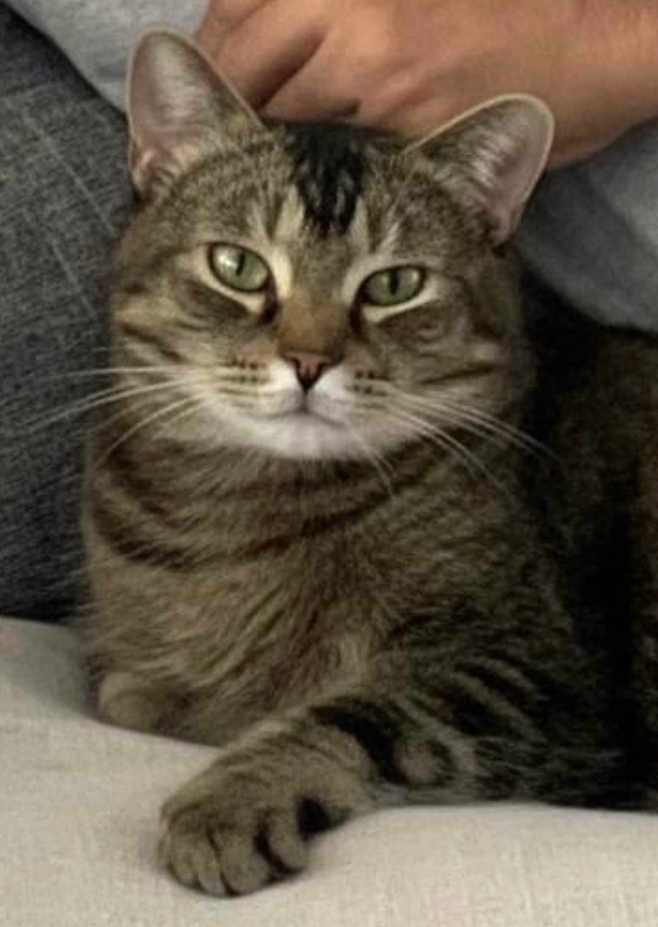 Buddy joined the competition — help win amazing prizes! cat, tabby, pet, animal, feline, whiskers, paw, relaxed, indoor, closeup, mammal, fur, striped, domestic_cat, cute, resting, portrait, companion, household, cozy