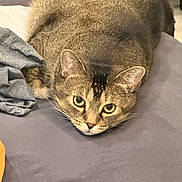Buddy is registered to the contest to win money with this photo: cat, tabby, pet, lying_down, bed, feline, animal, fur, whiskers, ears, eyes, indoor, resting, cute, cozy, domestic, mammal, sleepy, soft, relaxed
