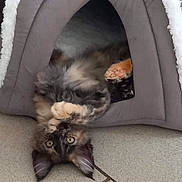 Abby a rejoint le concours — aidez-le/la à gagner de superbes lots ! kitten, cat, pet_tent, gray, fluffy, tortoiseshell, playful, indoor, floor, curious, paws, upside_down, cozy, animal, cute, young_cat, feline, ears, whiskers, resting