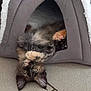 kitten, cat, pet_tent, gray, fluffy, tortoiseshell, playful, indoor, floor, curious, paws, upside_down, cozy, animal, cute, young_cat, feline, ears, whiskers, resting