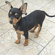 Ouchka participe au concours pour gagner de l'argent avec cette photo : black_and_tan_terrier, canidae, carnivore, chihuahua, dog, dog_breed, english_toy_terrier, fawn, german_pinscher, mammal, manchester_terrier, miniature_pinscher, pinscher, prazsky_krysarik, puppy, russkiy_toy, toy_dog, toy_manchester_terrier, vertebrate