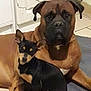 Ouchka a rejoint le concours — aidez-le/la à gagner de superbes lots ! american_pit_bull_terrier, boxer, bullmastiff, cane_corso, canidae, carnivore, companion_dog, dog, dog_breed, fawn, guard_dog, mammal, molosser, non_sporting_group, pit_bull, puppy, rare_breed_dog, snout, sporting_group, vertebrate