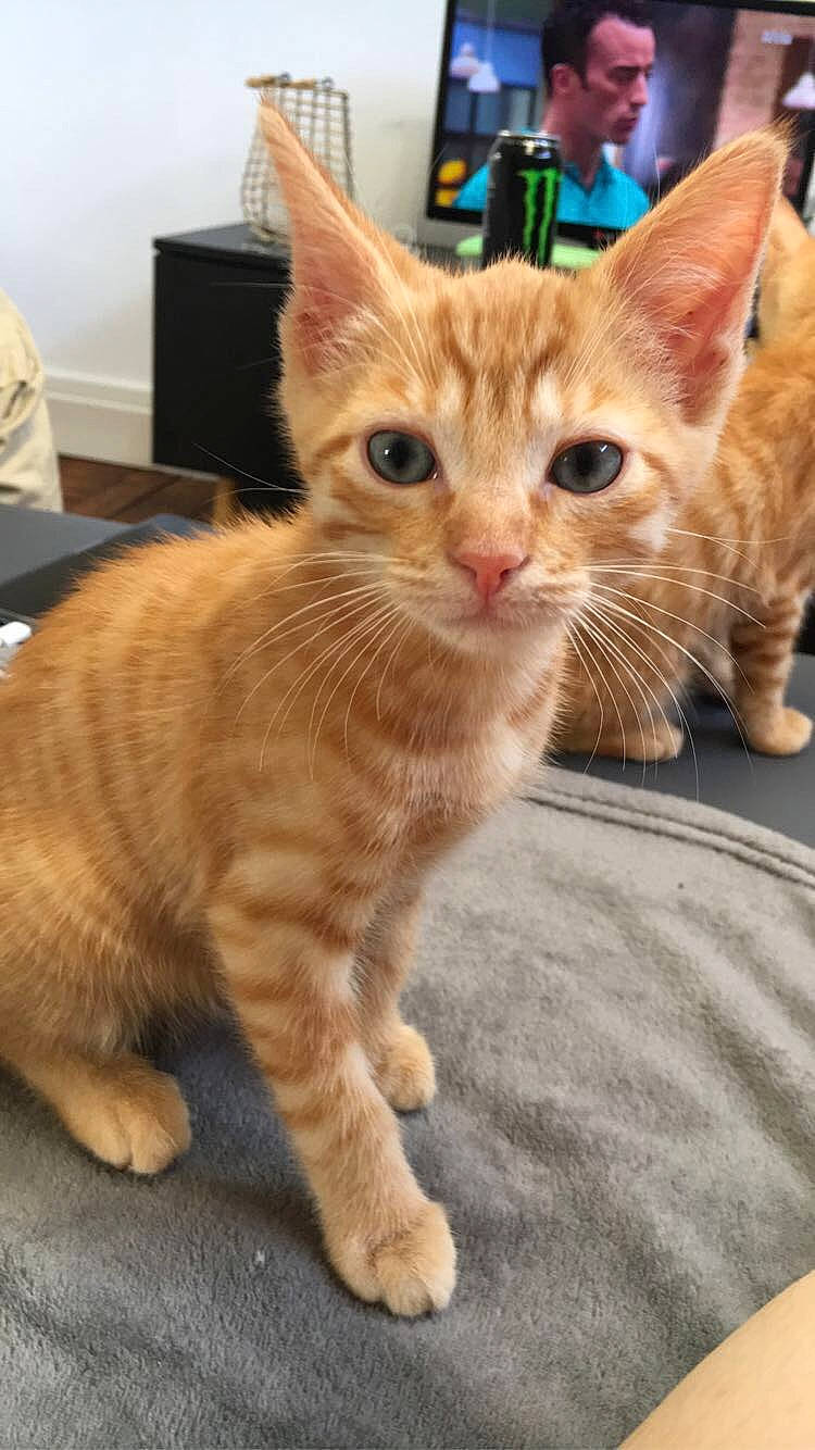 Floki participe au concours pour gagner de l'argent avec cette photo : aegean_cat, american_shorthair, arabian_mau, asian, australian_mist, carnivore, cat, domestic_short_haired_cat, european_shorthair, fawn, felidae, german_rex, kitten, mammal, polydactyl_cat, small_to_medium_sized_cats, snout, tabby_cat, vertebrate, whiskers