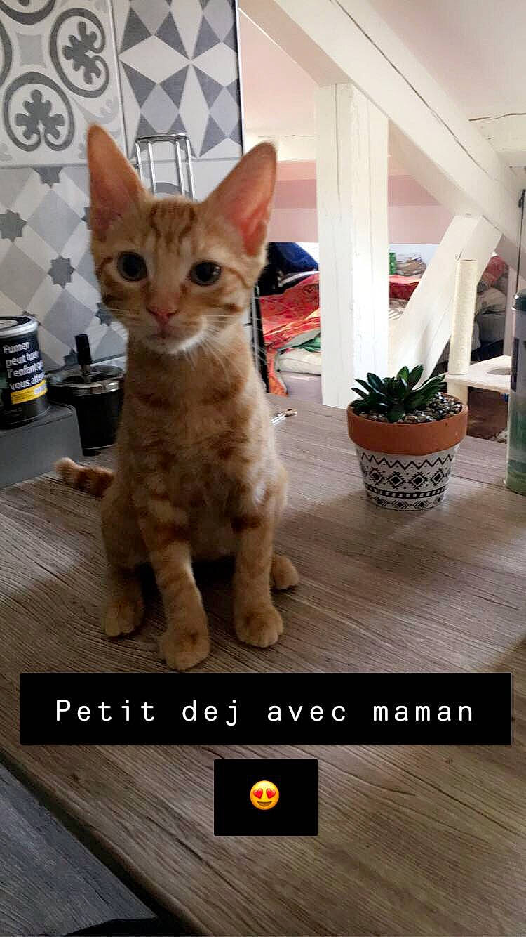 Popcorn a rejoint le concours — aidez-le/la à gagner de superbes lots ! aegean_cat, arabian_mau, asian, carnivore, cat, domestic_short_haired_cat, european_shorthair, fawn, felidae, german_rex, kitten, mammal, ocicat, oriental_shorthair, photo_caption, photography, small_to_medium_sized_cats, tabby_cat, tail, whiskers