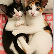 Daisy Otis joined the competition — help win amazing prizes! kitten, cat, pets, cute, cuddling, heart_pattern, bed, fur, whiskers, eyes, tail, black_and_white, calico, indoor, animal, adorable, resting, close_up, young, friendship