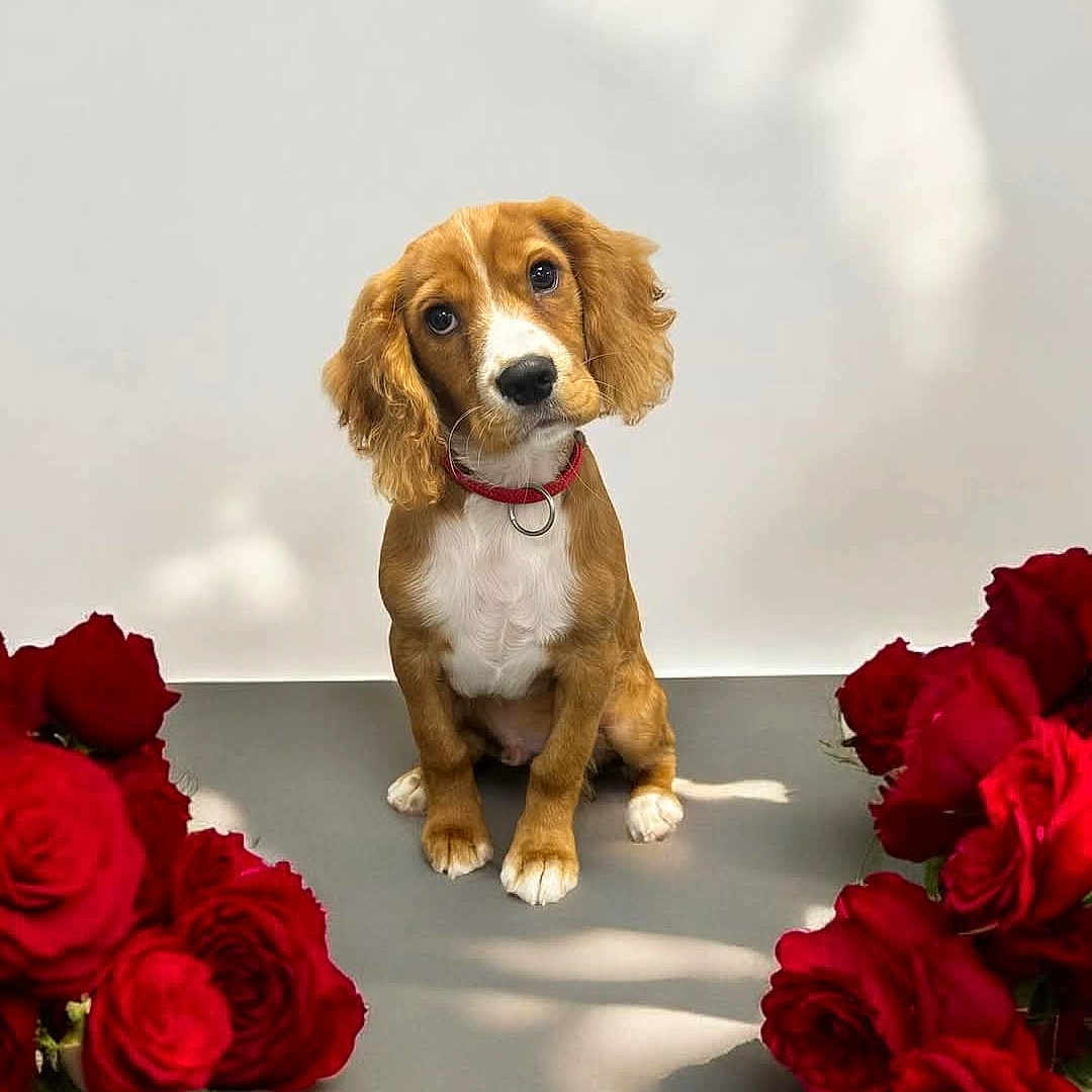 Teddy is registered to the contest to win money with this photo: animal, canine, carnation, cockerspaniel, dog, flower, flowerarrangement, flowerbouquet, geranium, ikebana, jar, peony, pet, petal, plant, pottery, puppy, rose, snout, vase