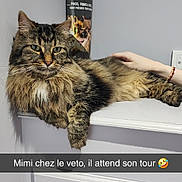 Milow participe au concours pour gagner de l'argent avec cette photo : animal, animal_clinic, caption_overlay, cat, cute, domestic_cat, feline, fluffy, fur, human_hand, indoor, pet, pet_care, poster, relaxing, resting, shelf, tabby_cat, veterinary_clinic, waiting