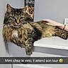 animal, animal_clinic, caption_overlay, cat, cute, domestic_cat, feline, fluffy, fur, human_hand, indoor, pet, pet_care, poster, relaxing, resting, shelf, tabby_cat, veterinary_clinic, waiting