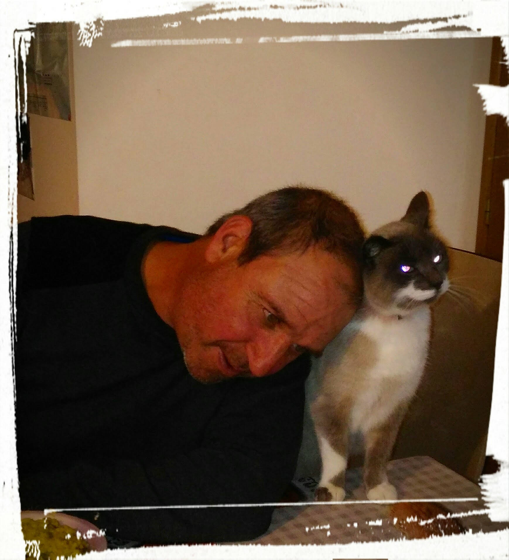 Clochette participe au concours pour gagner de l'argent avec cette photo : carnivore, cat, ear, fawn, felidae, siamese, small_to_medium_sized_cats, snowshoe, tonkinese, whiskers