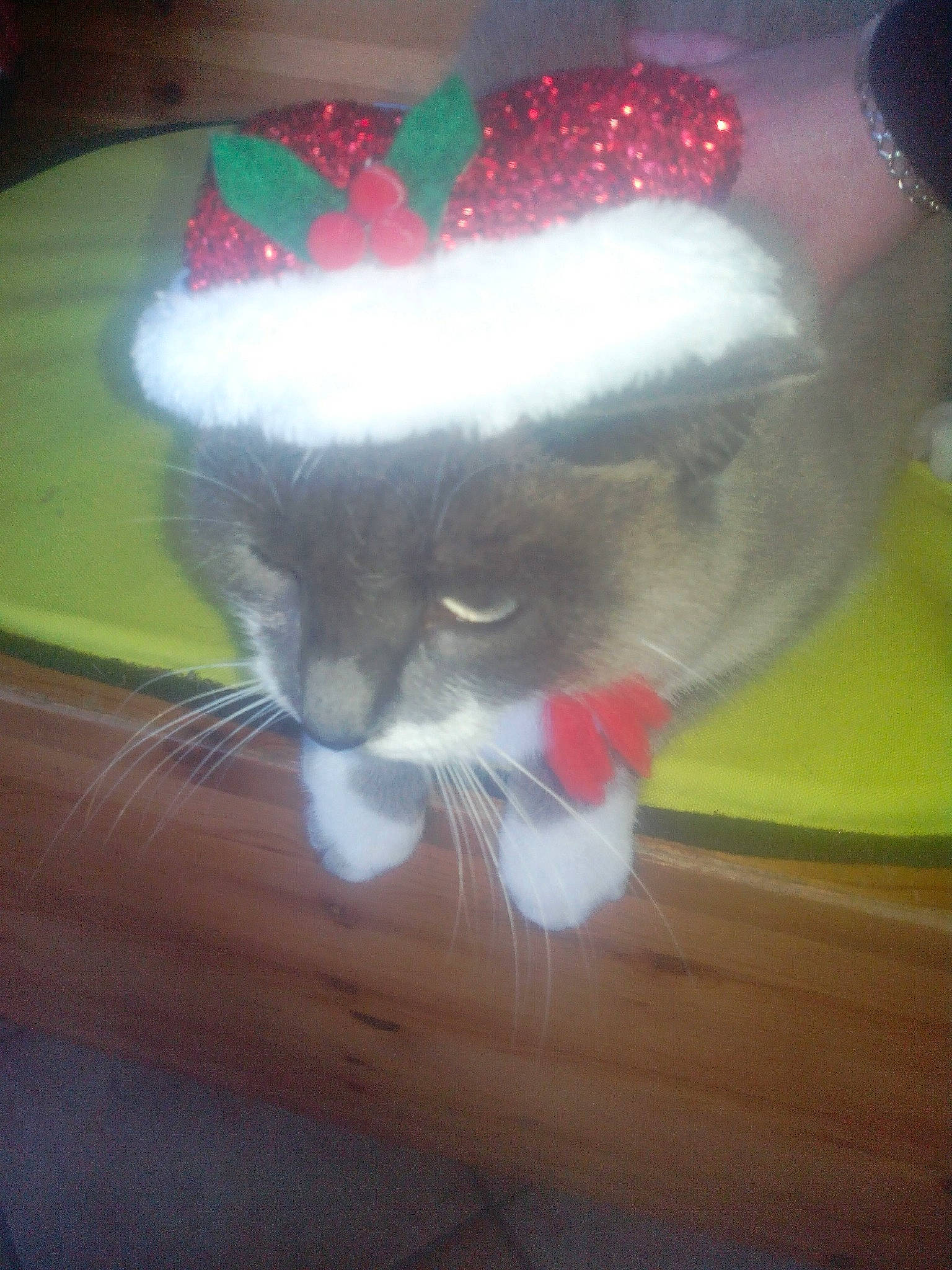 Clochette participe au concours pour gagner de l'argent avec cette photo : american_curl, carnivore, cat, felidae, kitten, norwegian_forest_cat, small_to_medium_sized_cats, tail, whiskers