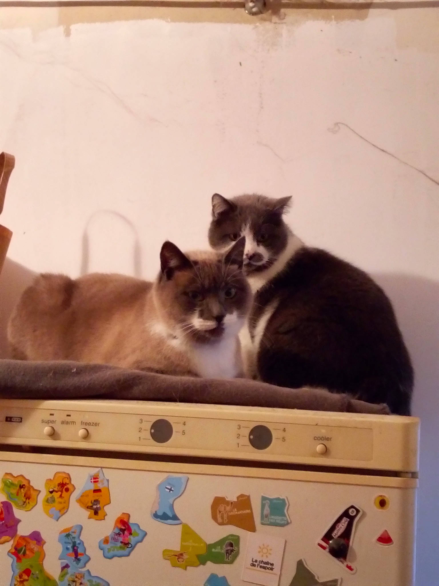 Clochette a rejoint le concours — aidez-le/la à gagner de superbes lots ! box, carnivore, cat, domestic_short_haired_cat, felidae, kitten, small_to_medium_sized_cats, whiskers