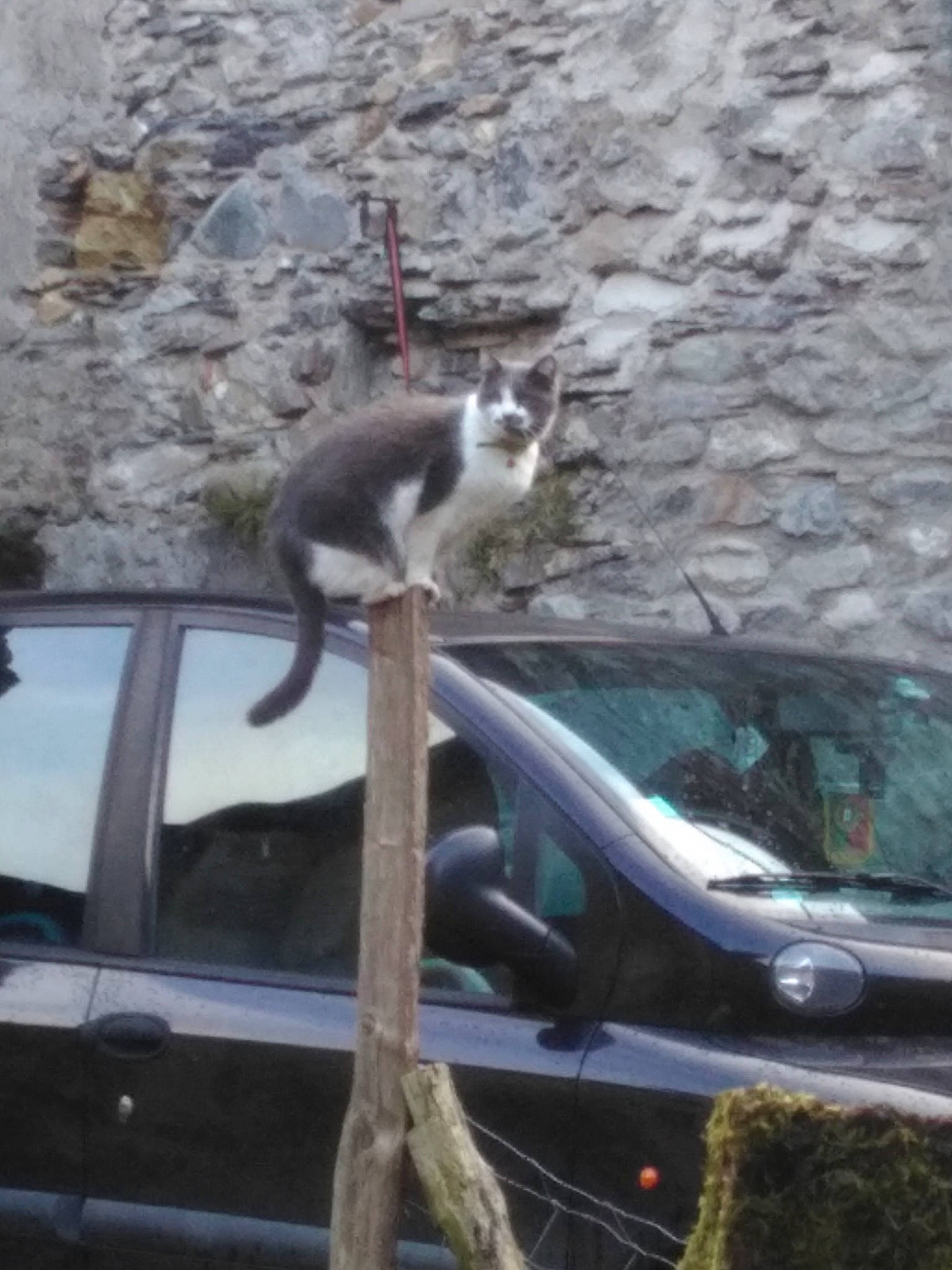 Chipie a rejoint le concours — aidez-le/la à gagner de superbes lots ! automotive_exterior, car, cat, compact_car, felidae, roof, small_to_medium_sized_cats, tail, vehicle, wildlife